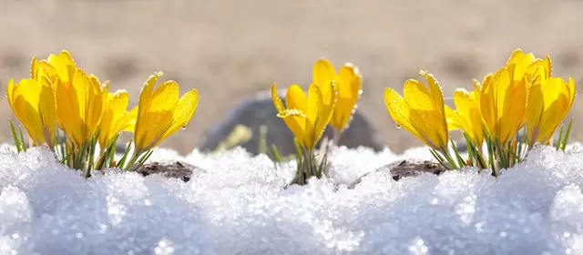 2026年1月25日日曜日のホロスコープ 