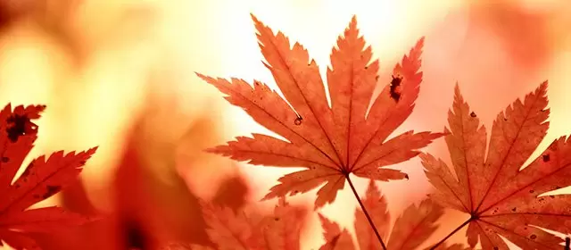 2025年11月8日土曜日のホロスコープ 