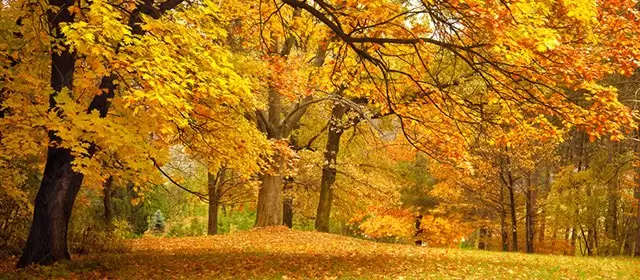 2025年11月10日月曜のホロスコープ 