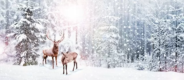 2025年12月17日水曜日のホロスコープ 